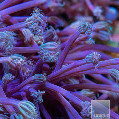 Unique Corals Blue Cespitularia-Stock Frag