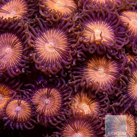 God of War Zoanthid-Stock Frag