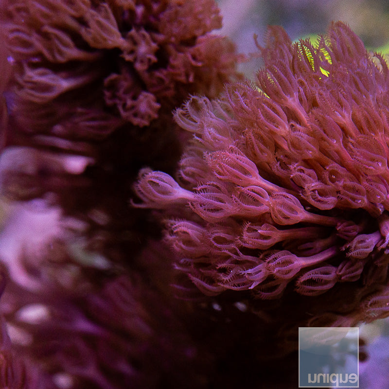 Unique Corals Thick Branch Fuzzy Gorgonian-Stock Frag