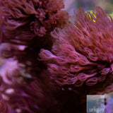 Unique Corals Thick Branch Fuzzy Gorgonian-Stock Frag