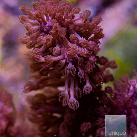 Unique Corals Medium Branch Fuzzy Gorgonian-Stock Frag