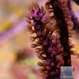 Grube's Gorgonian-Stock Frag