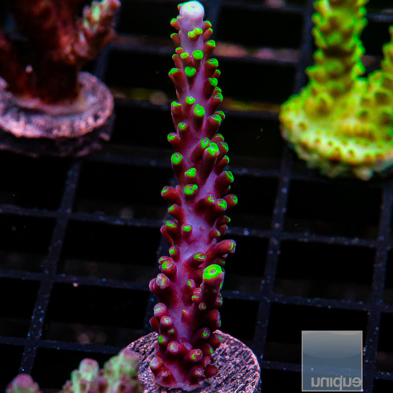 Exquisita Stag-WYSIWYG