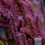 Grube's Gorgonian-Stock Frag