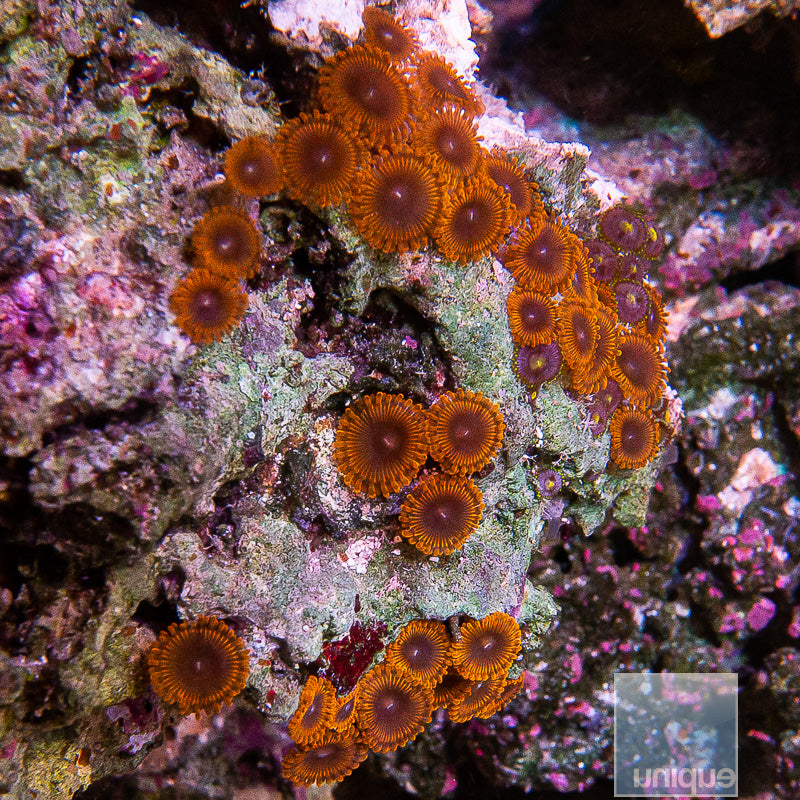 Unique Corals Tarantula Zoanthid-Stock