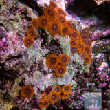 Unique Corals Tarantula Zoanthid-Stock