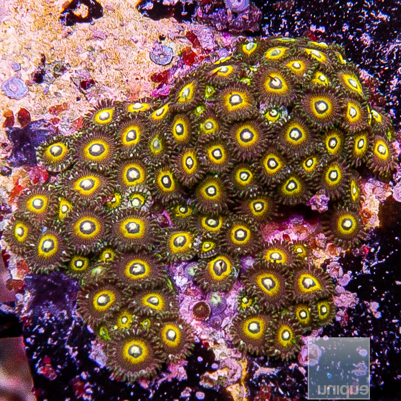 Unique Corals Yellow Starburst Zoanthid-Stock