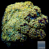 Unique Corals Rainbow Branching Hammer-Single Head Stock Frag