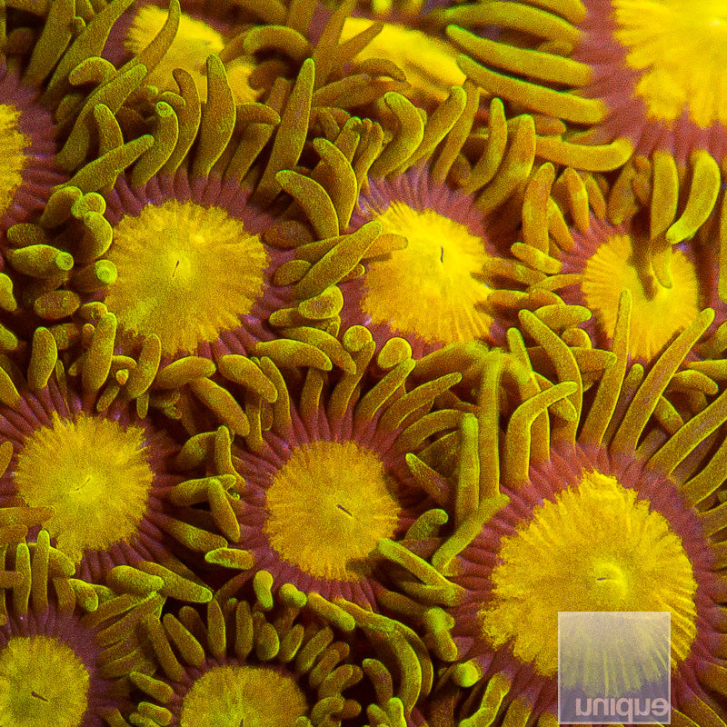 King Midas Zoanthid-Stock Frag