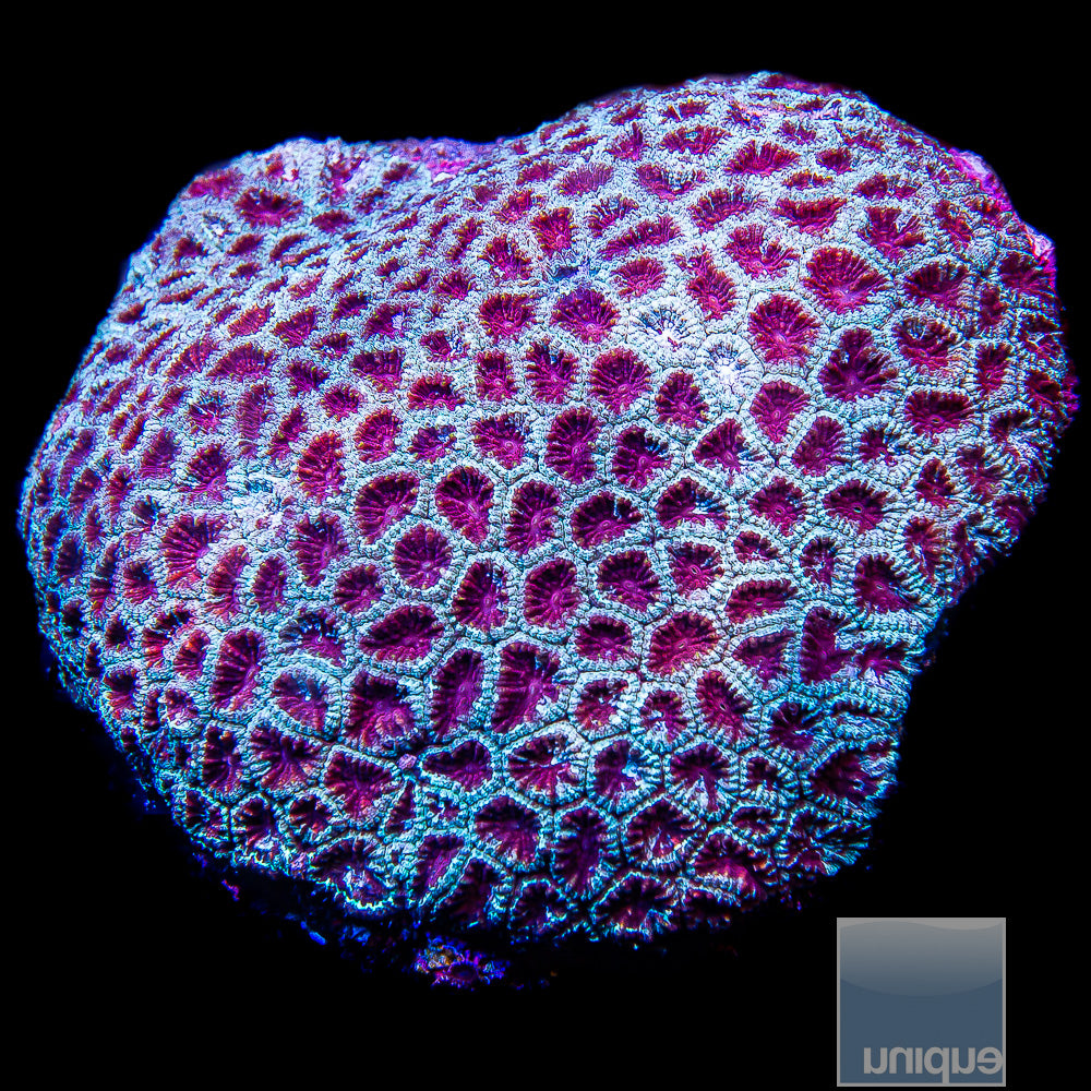 Burgundy Eye Favia-Stock Frag