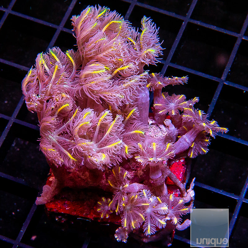 Papaya Clove Polyp-WYSIWYG