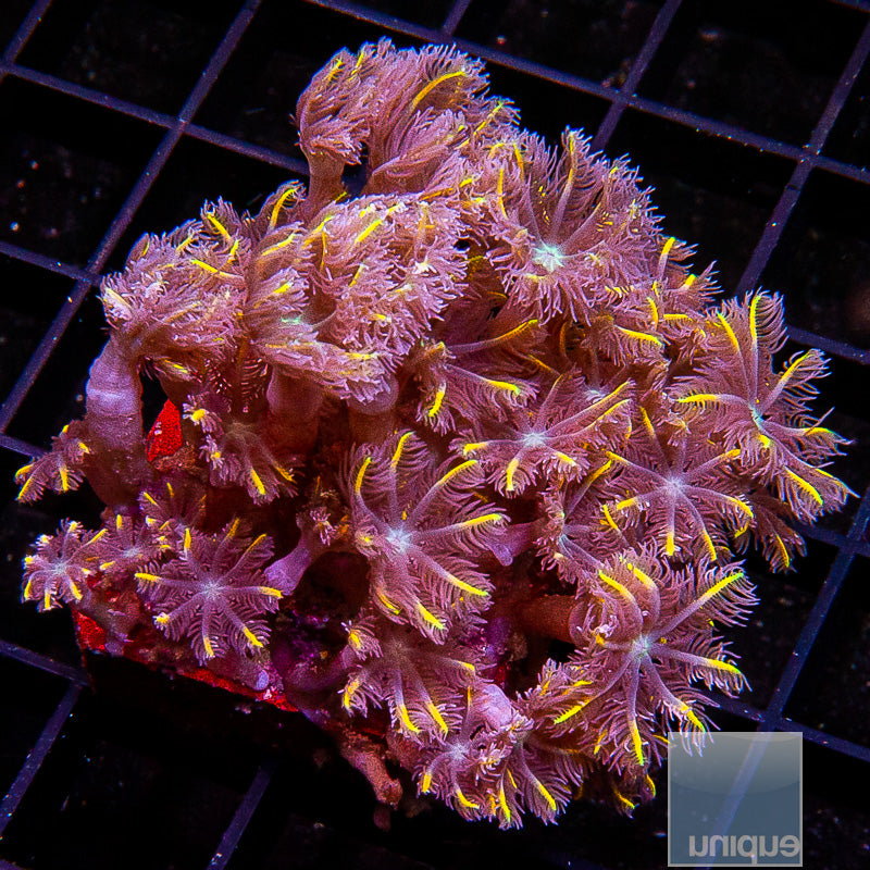 Papaya Clove Polyp-WYSIWYG