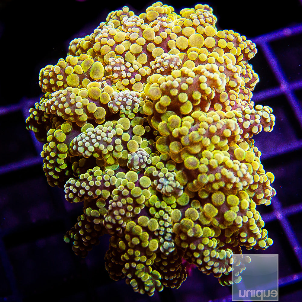 Euphyllia paradivisa Golden Octospawn- Stock Frag Single Head
