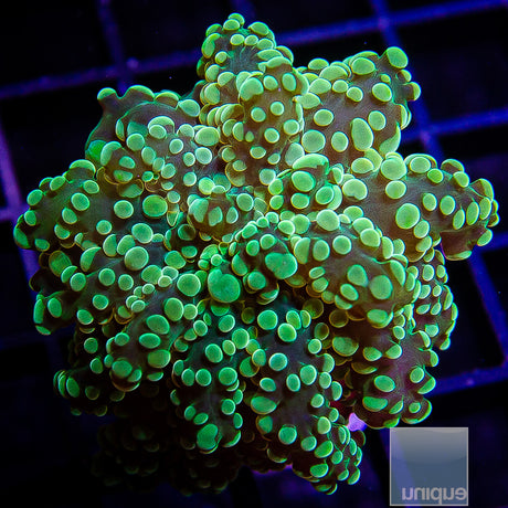 Euphyllia paradivisa Green Octospawn Single Head Stock Frag