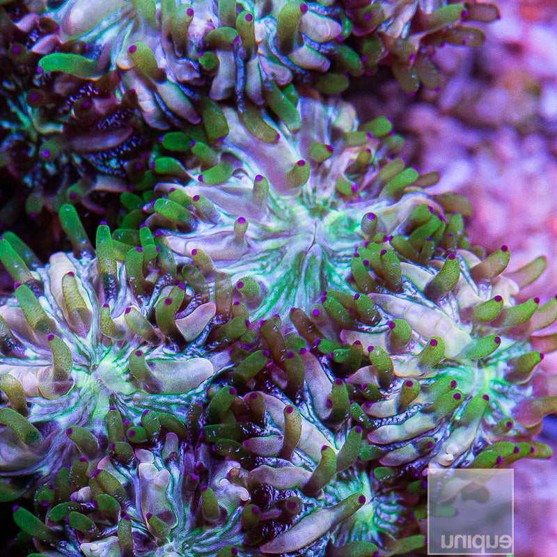 Unique Corals Multi-Color Fungia Plate-Stock