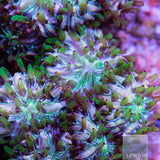 Unique Corals Multi-Color Fungia Plate-Stock