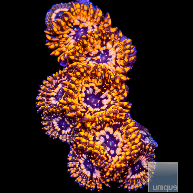 Utter Chaos Zoanthid- Stock Frag 3 Polyp
