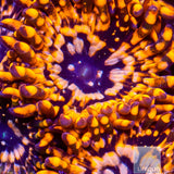 Utter Chaos Zoanthid- Stock Frag 3 Polyp