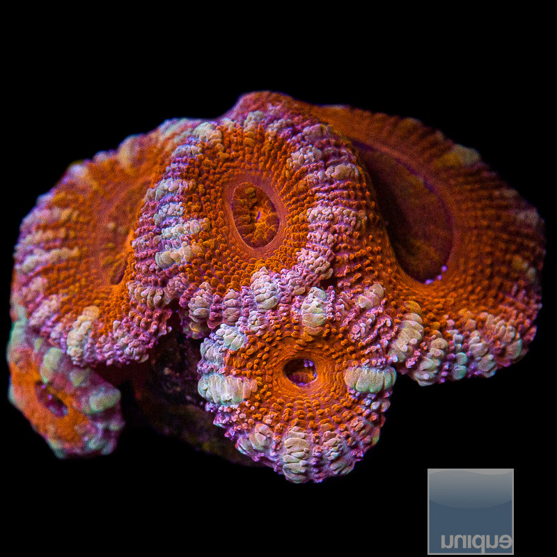 Ultra Acan Lord-WYSIWYG