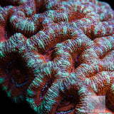 Green and Red Acan Lord-WYSIWYG