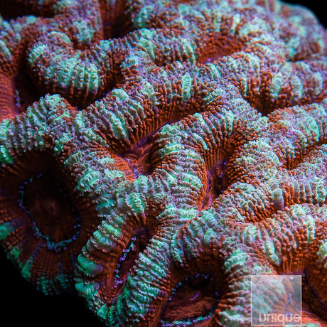 Green and Red Acan Lord-WYSIWYG