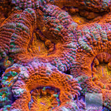 Rainbow Acan Lord Colony-WYSIWYG
