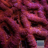 Ultra Acan Lord Colony-WYSIWYG