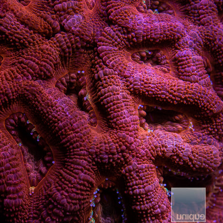 Ultra Acan Lord Colony-WYSIWYG