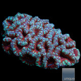 Green and Red Acan Lord-WYSIWYG