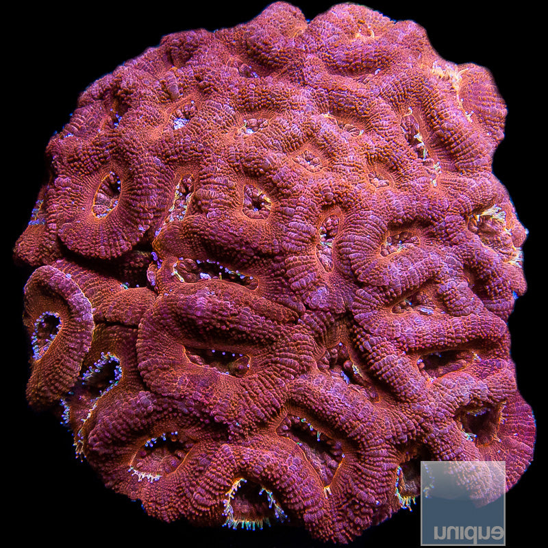 Ultra Acan Lord Colony-WYSIWYG