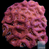 Ultra Acan Lord Colony-WYSIWYG