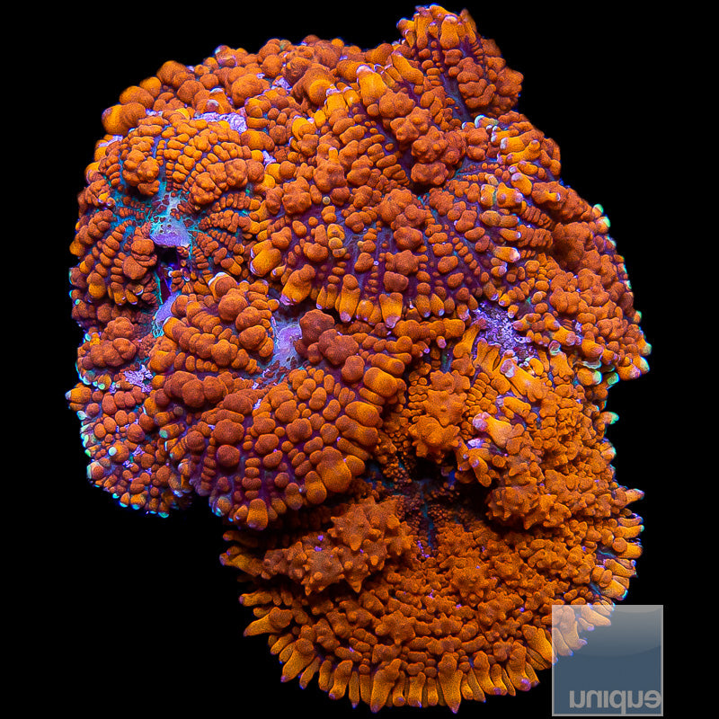 Superman Mushroom-Stock Frag