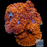 Superman Mushroom-Stock Frag