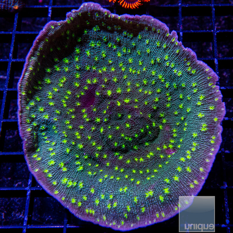 Hollywood Stunner Chalice Colony-WYSIWYG