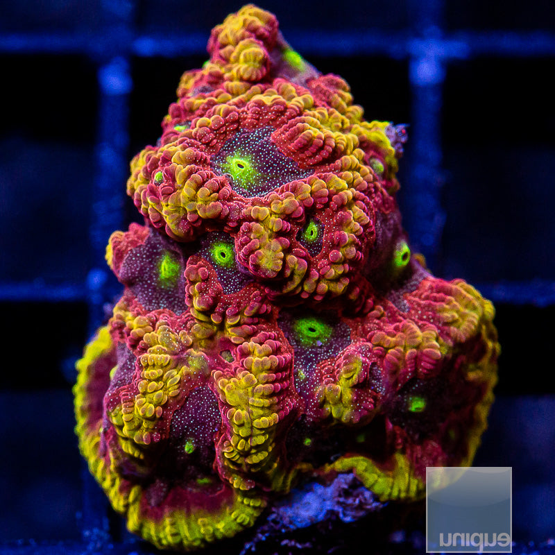 UC Iron Man Favites-WYSIWYG