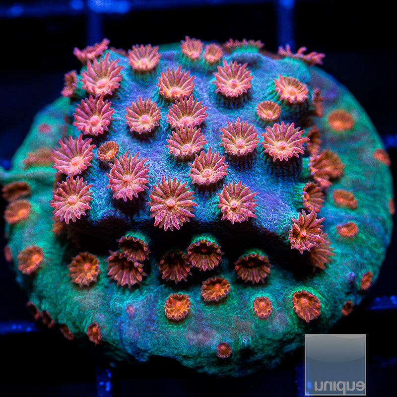 Meteor Shower Cyphastrea-WYSIWYG