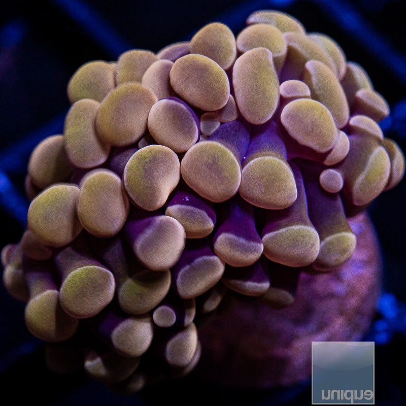 Peach Branching Hammer-WYSIWYG