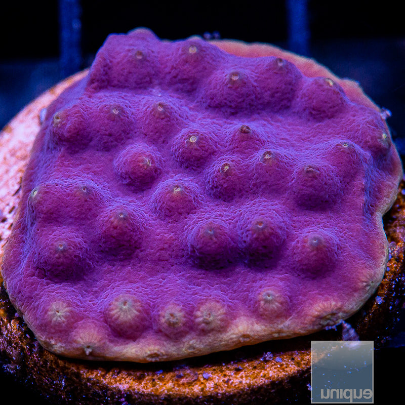 LA Lakers Scroll-WYSIWYG