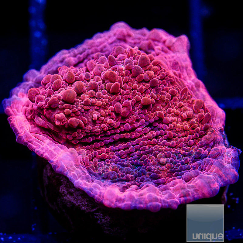 UC Galaxy Chalice-WYSIWYG