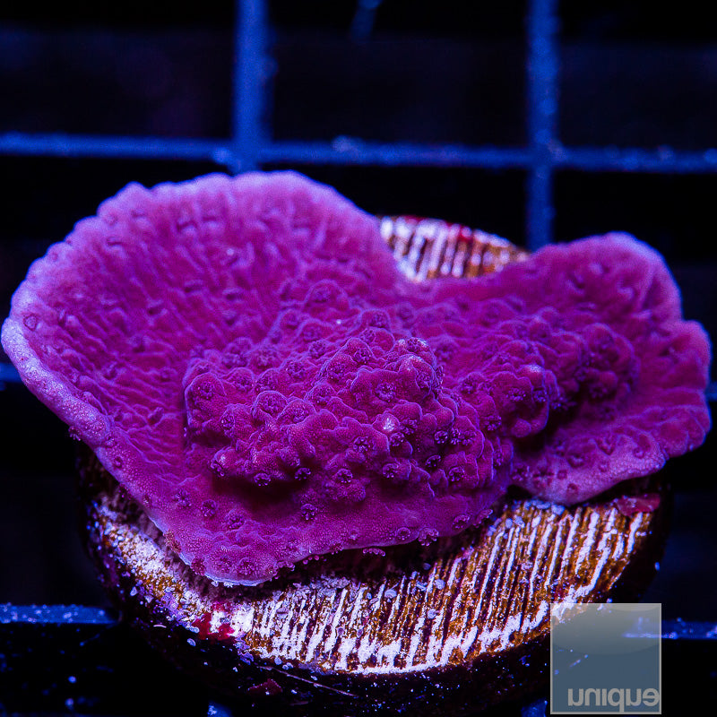UC Super Purple Montipora cap-WYSIWYG