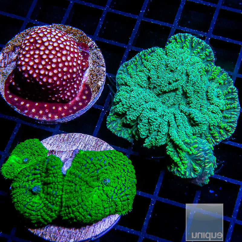 Mixed Frag Pack-WYSIWYG