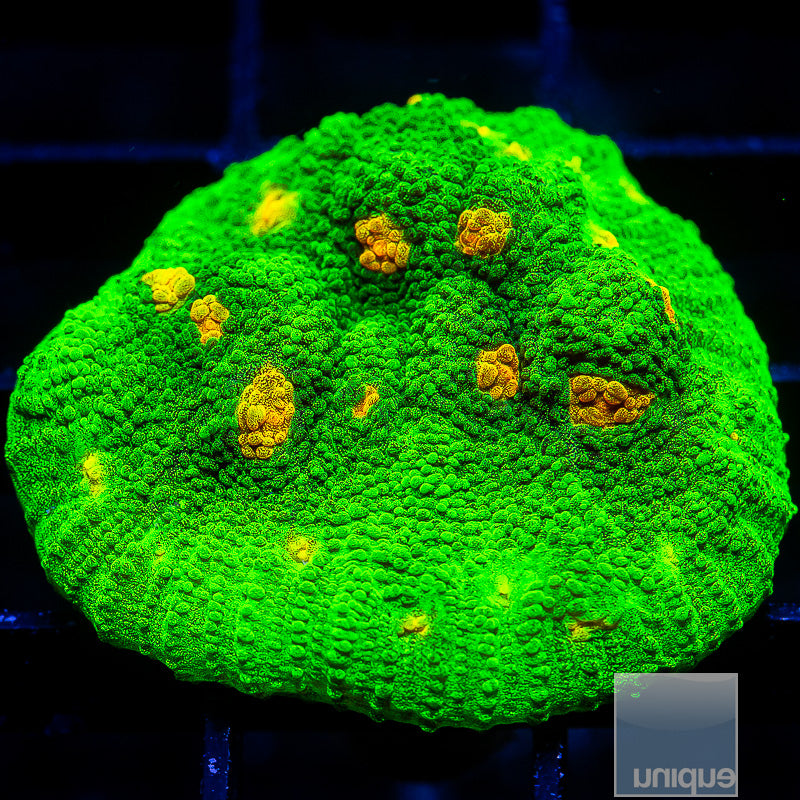 Space Invader Chalice-WYSIWYG