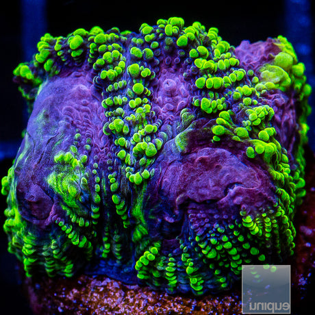 Unique Corals Raptor Favia- Stock Frag