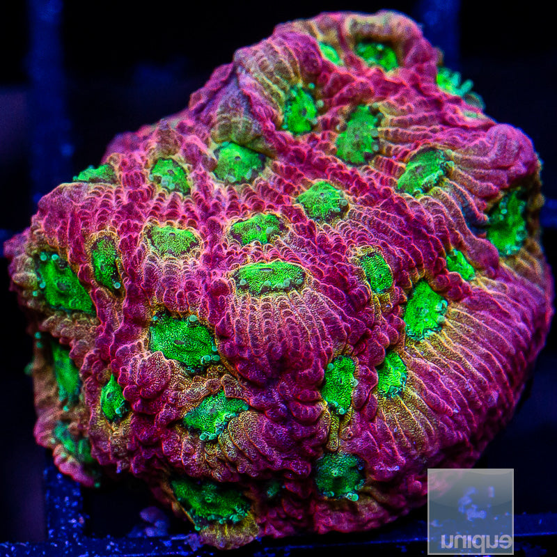 JF Dayglo Grafted Favia-WYSIWYG