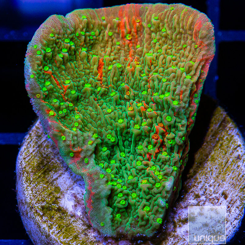 Grafted Montipora Cap-WYSIWYG