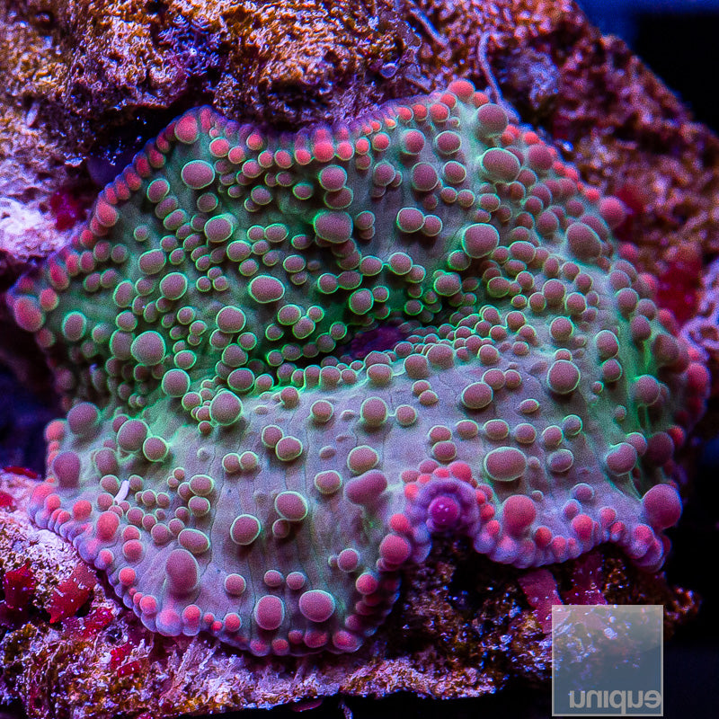 Spotted Discosoma-WYSIWYG