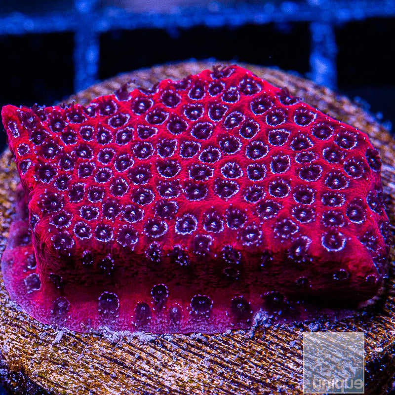 UC Darth Maul Porites-WYSIWYG