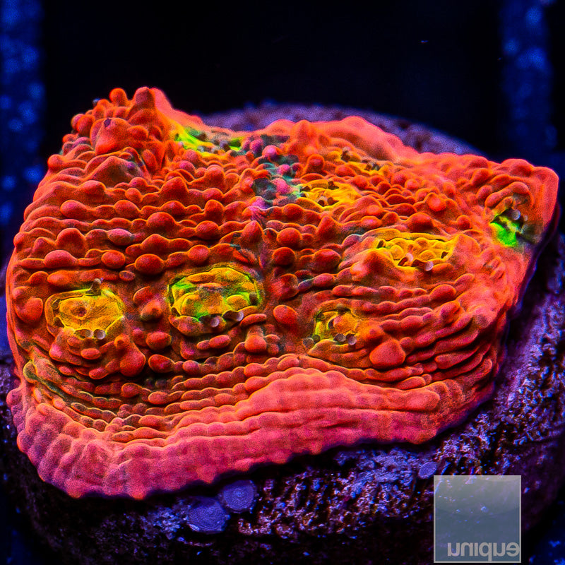 UC Dynamite Rainbow Chalice-WYSIWYG