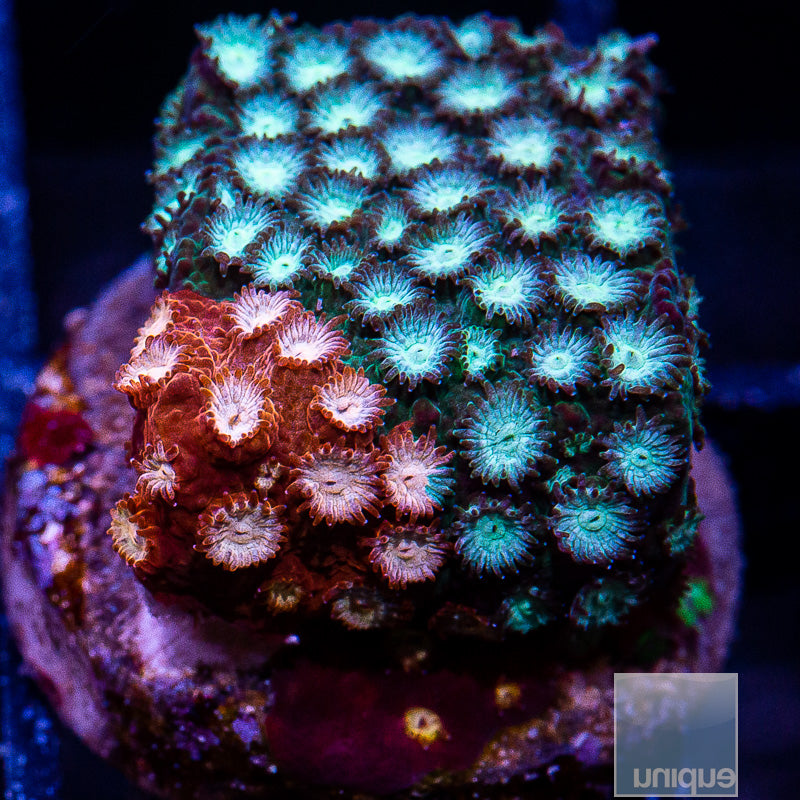 JF Fender Bender Cyphastrea-WYSIWYG