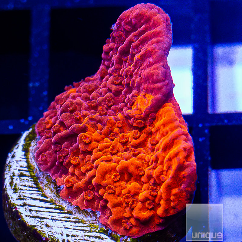 Grafted Red Cap-WYSIWYG